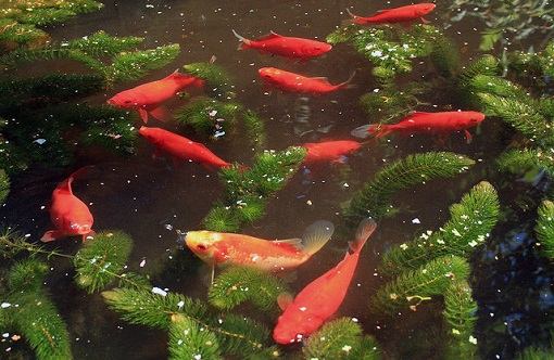 Voeren van vissen in de vijver